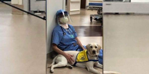 Service Dog in Training Offers Comfort to Frontline Workers