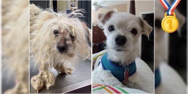 Neglected dog scruffy wins america’s top shelter dog makeover contest!