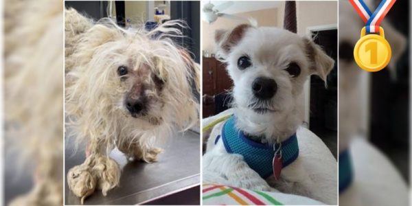 Neglected Dog Scruffy Wins America’s Top Shelter Dog Makeover Contest!