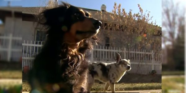 Brave dachshund saves smaller dog from shocking mountain lion attack