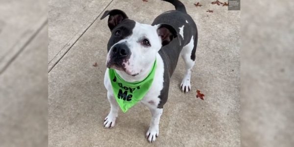 Dog escapes death row and ends up with a loving family