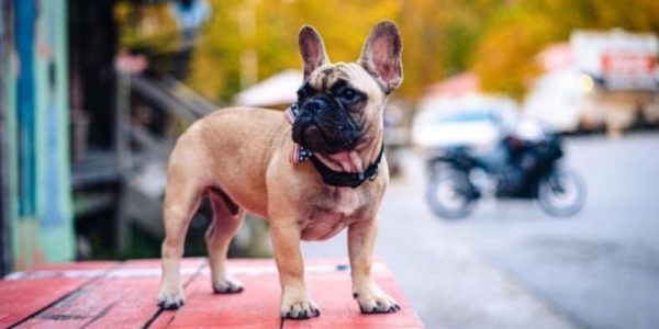 Kentucky city elects wilbur, a french bulldog for mayor!