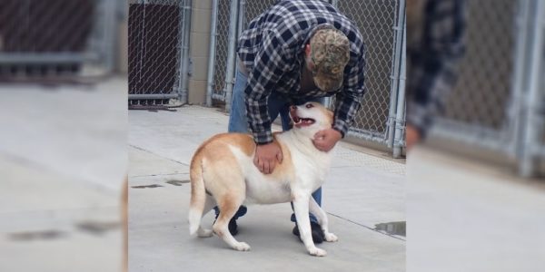 Animal shelter’s post on social media reunites dog with owner after 3 years!