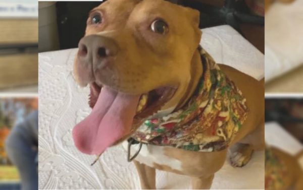 Delaware dog finally gets adopted after 866 days in a shelter!