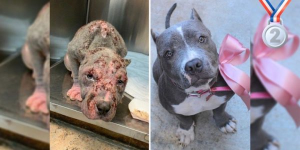 Amazing dog makeover puts neglected dog in 1st place!