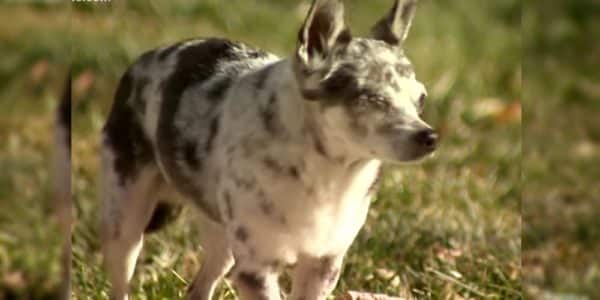 Brave dachshund saves smaller dog from shocking mountain lion attack