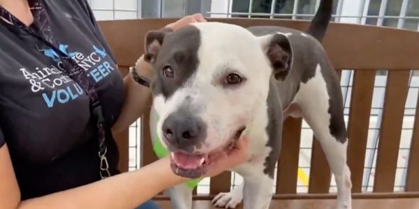 Dog escapes death row and ends up with a loving family