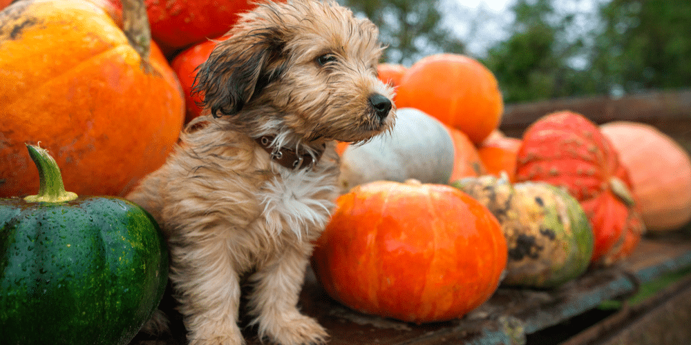 Preparing for the holidays early: top food to avoid giving your pup