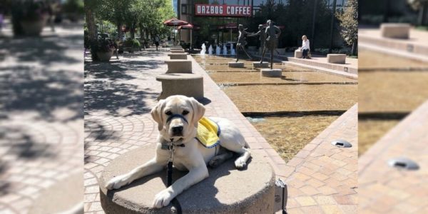 Service Dog in Training Offers Comfort to Frontline Workers