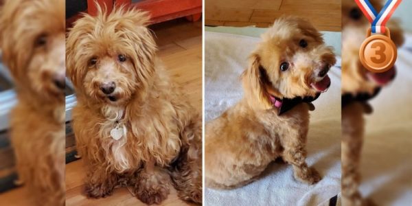 Neglected Dog Scruffy Wins America’s Top Shelter Dog Makeover Contest!