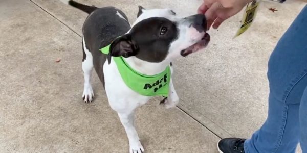 Dog escapes death row and ends up with a loving family
