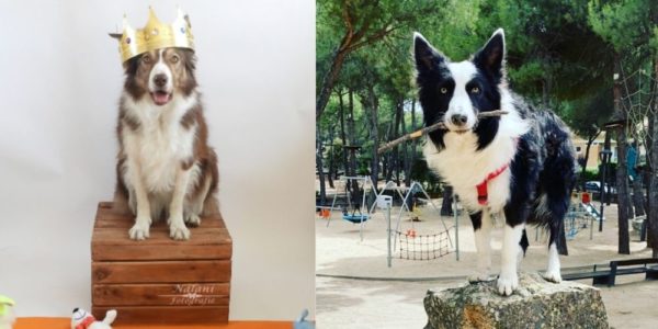 Genius dog challenge kicks off a race to crown the smartest dog!