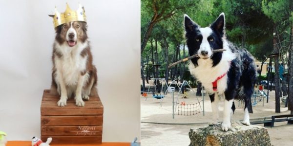 Genius Dog Challenge Kicks Off A Race to Crown The Smartest Dog!