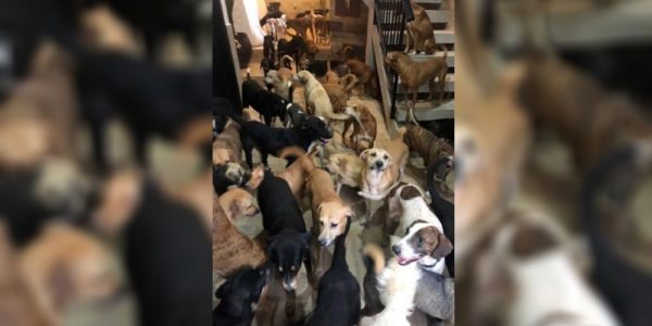 Man Offers Shelter to 300 Dogs During a Hurricane