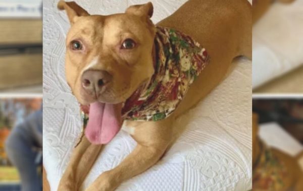 Delaware Dog Finally Gets Adopted After 866 Days in a Shelter!