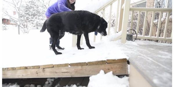 Mailman makes life-changing dog ramp for senior dog on his route