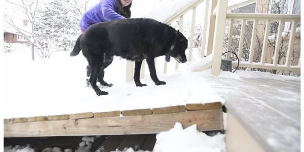 Mailman Makes Life-Changing Dog Ramp for Senior Dog On His Route