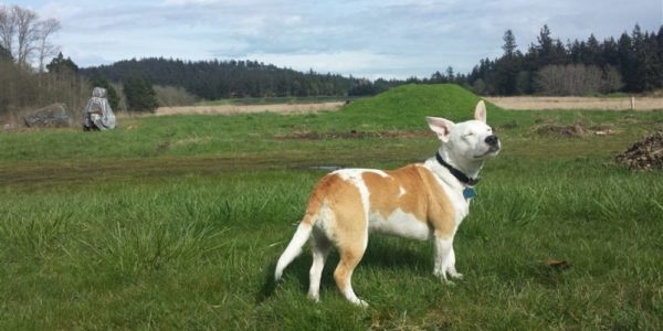 Dog’s Super Scent Powers Saves Endangered Whales By Tracking Poop!