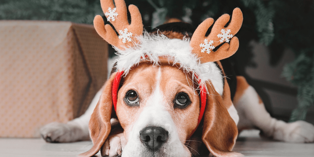 Preparing For The Holidays: Foods To Avoid Giving Your Pup