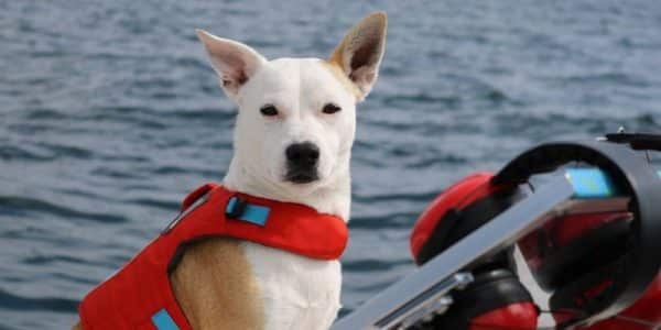 Dog’s super scent powers saves endangered whales by tracking poop!