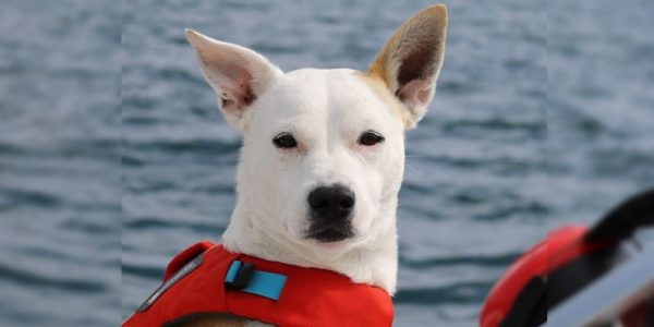 Dog’s Super Scent Powers Saves Endangered Whales By Tracking Poop!