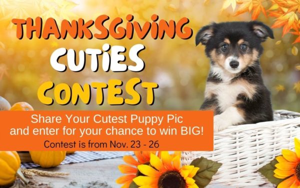 Thanksgiving cuties contest: enter now!