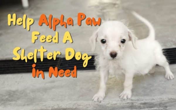 Alpha paw partners with greater good charities to feed homeless pets