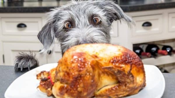 Easy thanksgiving meal for your doggie!