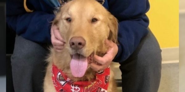 Dog missing almost a year finally reunites with owner
