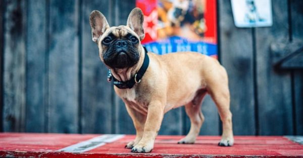 Kentucky city elects wilbur, a french bulldog for mayor!