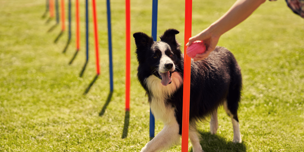 4 Ways to Keep Your Pup Active During The Colder Months