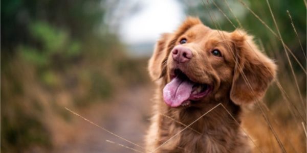 Pyoderma in dogs: what you should know