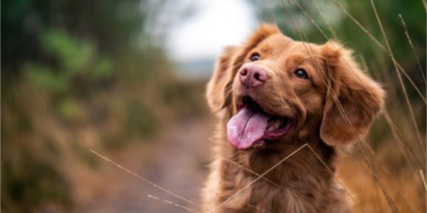 Pyoderma in Dogs: What You Should Know