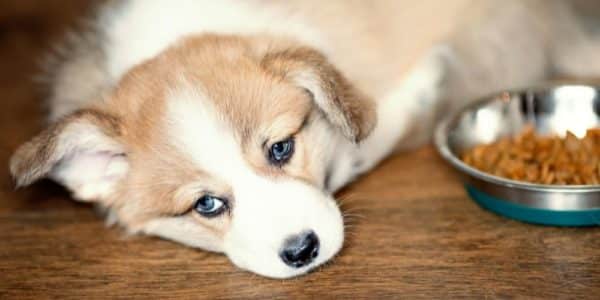 Kennel cough: symptoms & solutions