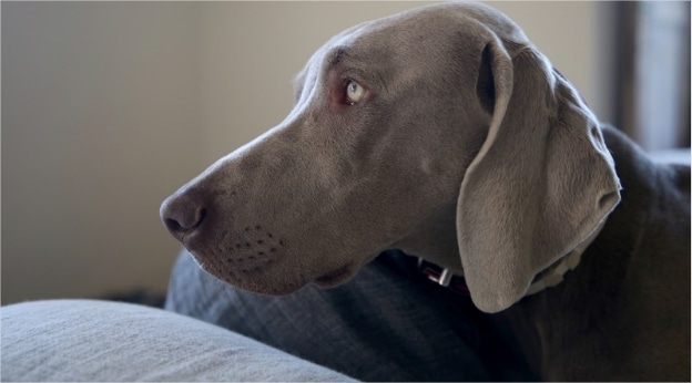 Addison's disease in dogs: symptoms, treatment & prevention