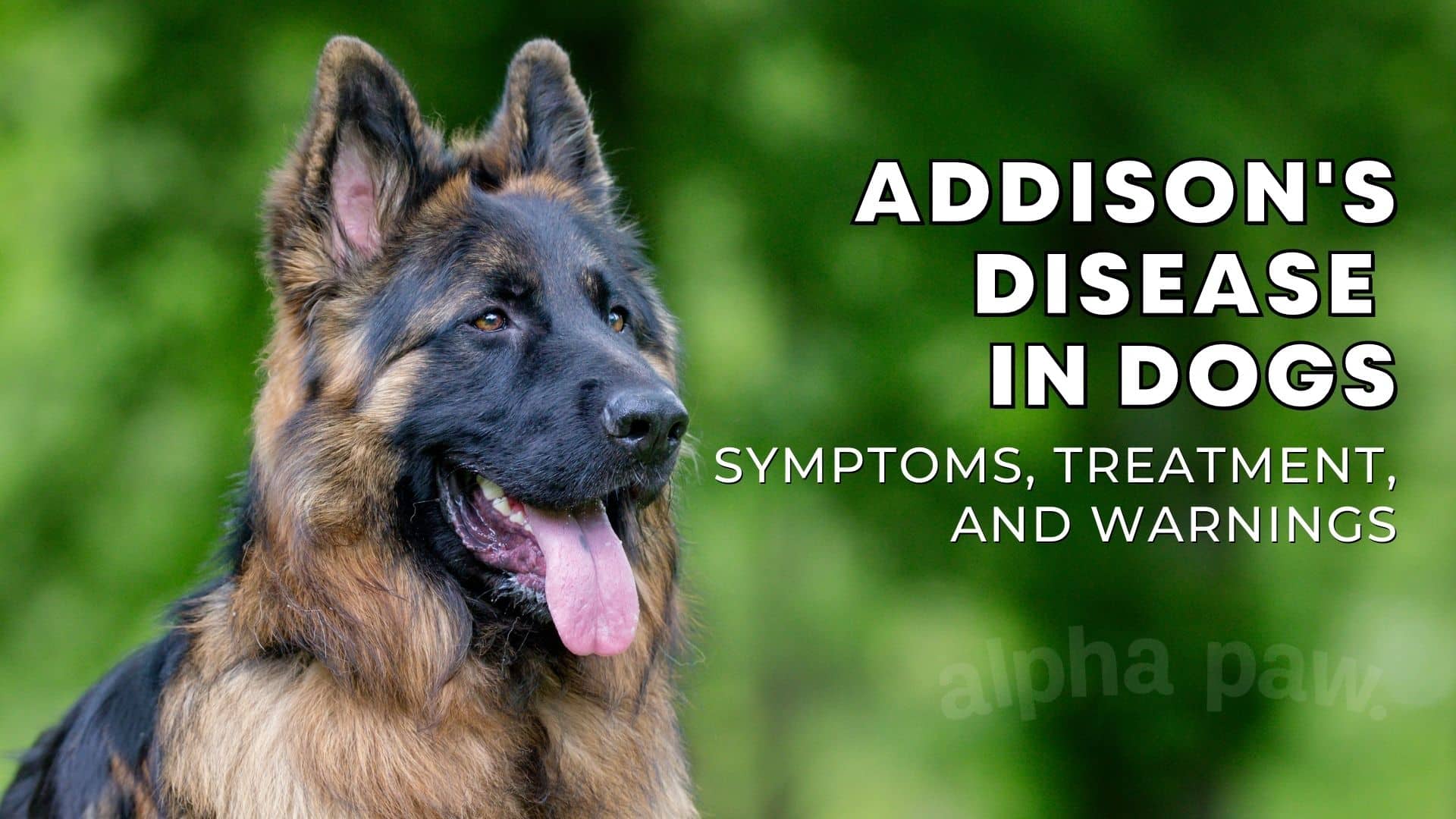 Addison's Disease in Dogs Symptoms, Treatment & Prevention