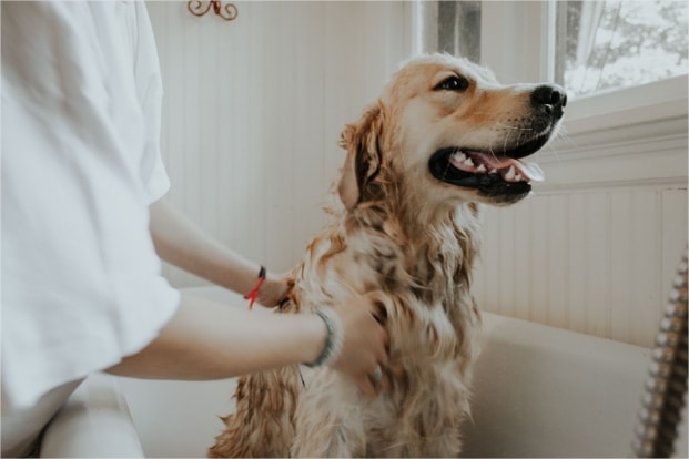 Benadryl for dogs the complete guide to dog allergy medicine google docs google chrome 11
