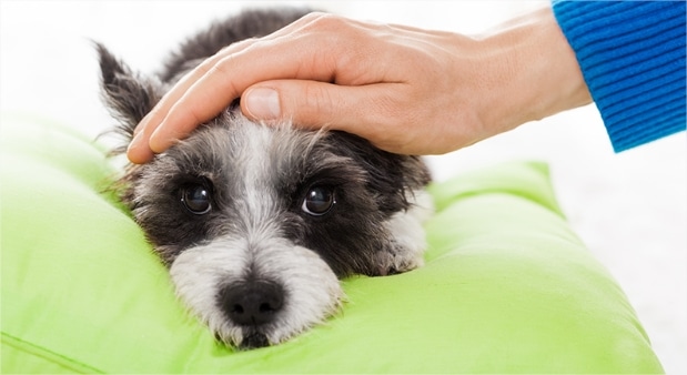 Bordetella Vaccine for Dogs: Here's What You Need to Know