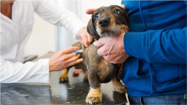 Bordetella vaccine for dogs: here's what you need to know