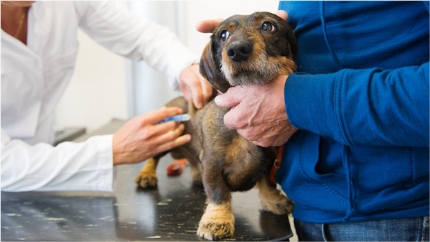 Bordetella Vaccine for Dogs: Here's What You Need to Know