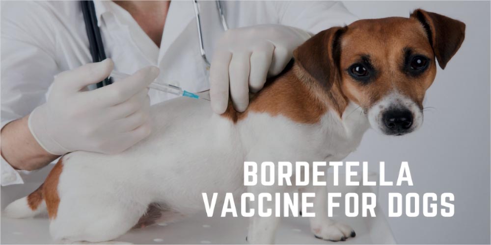 Bordetella Vaccine for Dogs Here's What You Need to Know