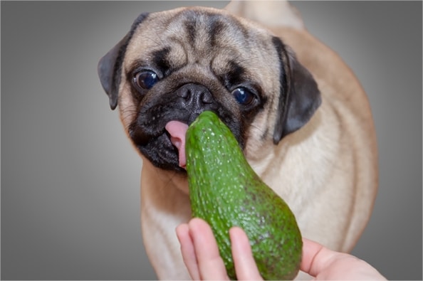 Can dogs eat avocado? Our vet weighs in