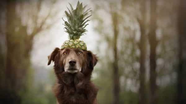 Can dogs eat pineapple our vet weighs in