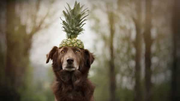 Can Dogs Eat Pineapple Our Vet Weighs In