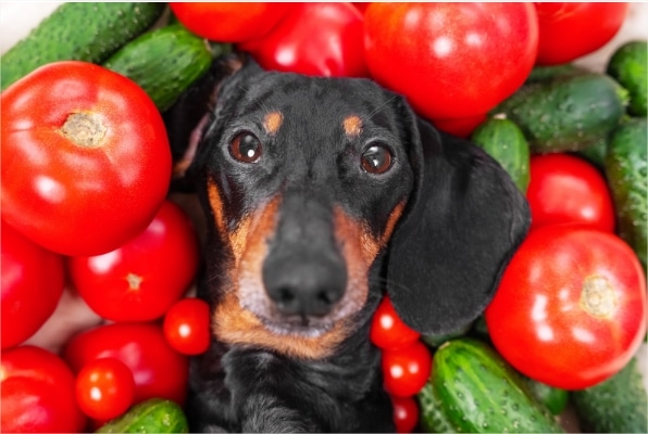Can Dogs Eat Tomatoes? Our Vet Weighs In | Vet Corner | Alpha Paw