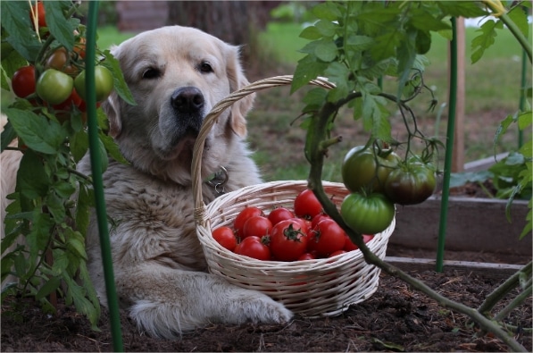 Can Dogs Eat Tomatoes? Our Vet Weighs In