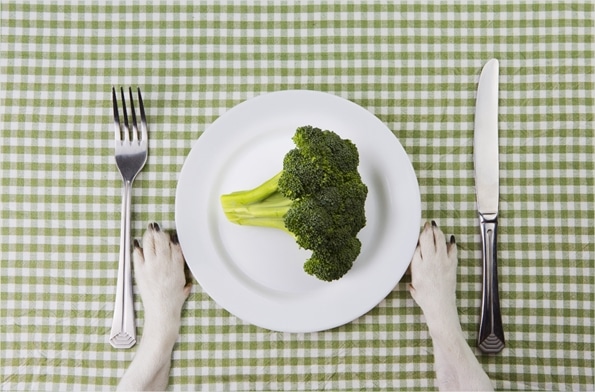 Can Dogs Eat Broccoli? Our Vet Weighs In