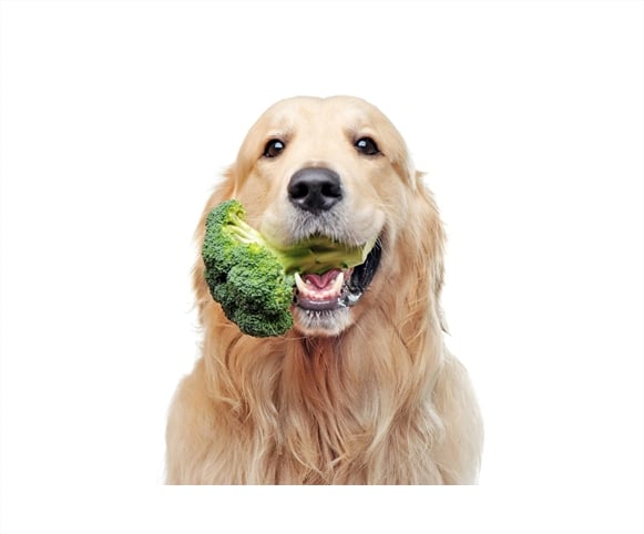 Is broccoli good for dogs? Our vet weighs in