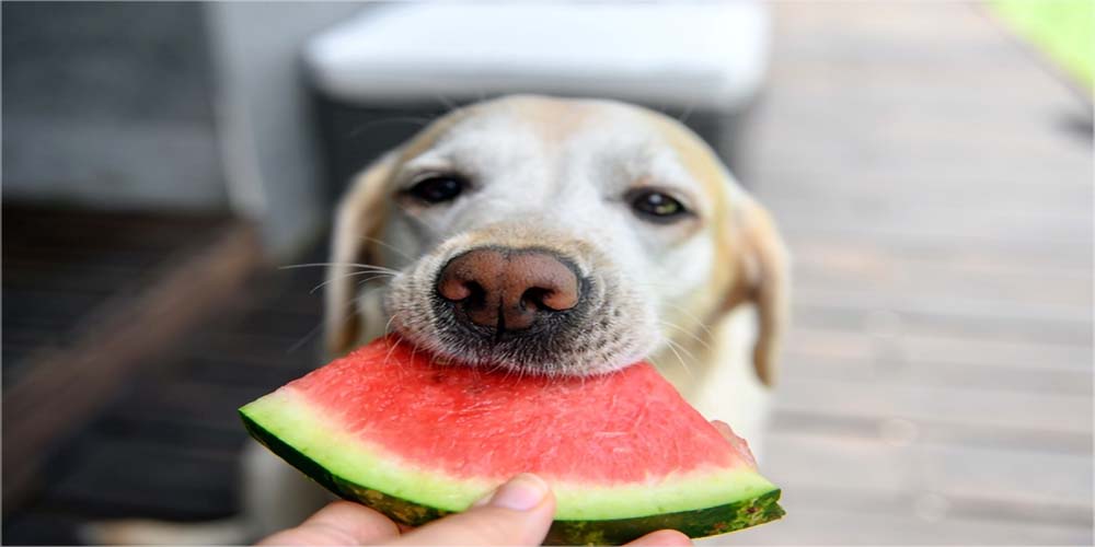 Can Dogs Eat Watermelon Our Vet Weighs In