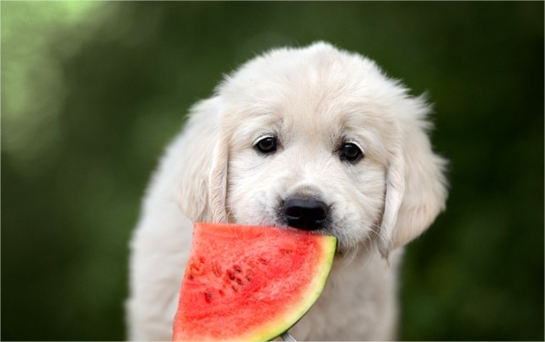 is watermelon good for puppies